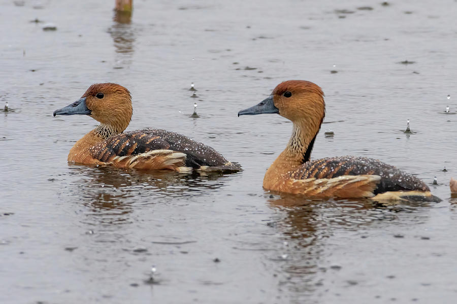 Whistling Ducks and Raindrops Photograph by Bradford Martin