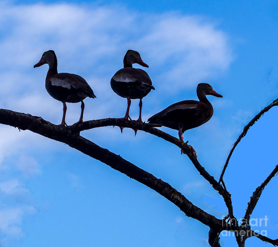 Whistling Ducks in Silhouette at Circle B Bar Preserve in Florida Photograph by L Bosco