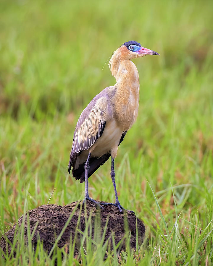 Whistling Heron Wisirare Orocue Casanare Colombia Photograph by Adam Rainoff