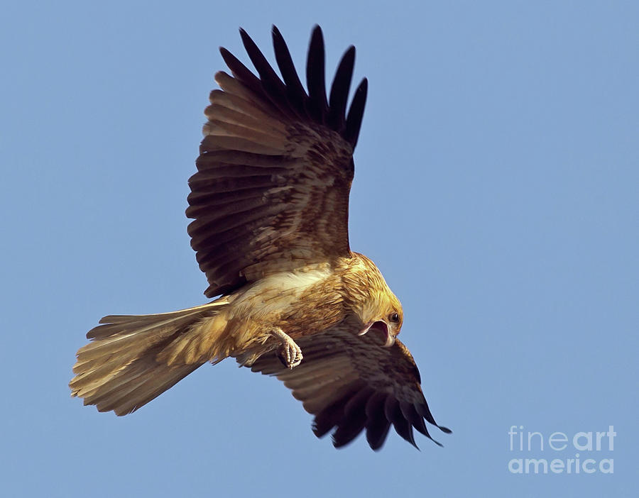Whistling Kite Photograph by Bill Robinson
