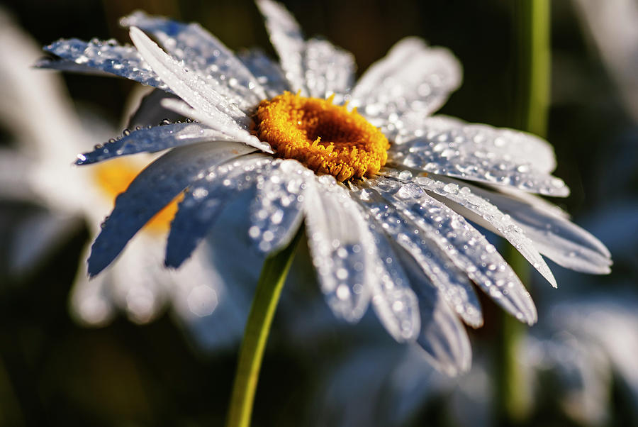 Whit daisy with dew drops Photograph by Vishwanath Bhat