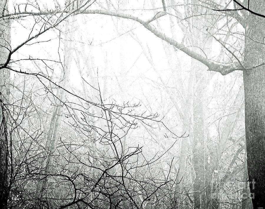 Whitby66 Fogged Forest Photograph by Lizi Beard-Ward