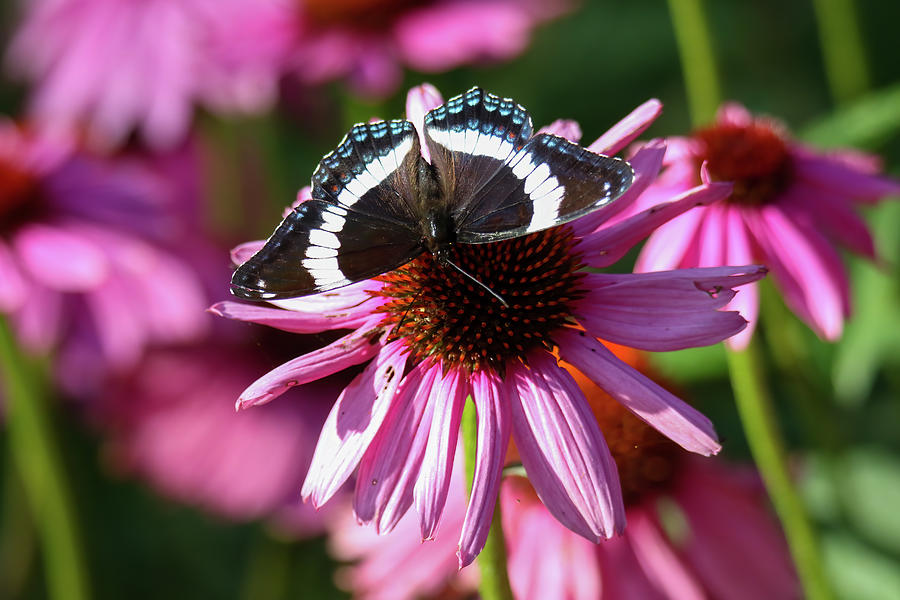 White Admiral  Photograph by Brook Burling