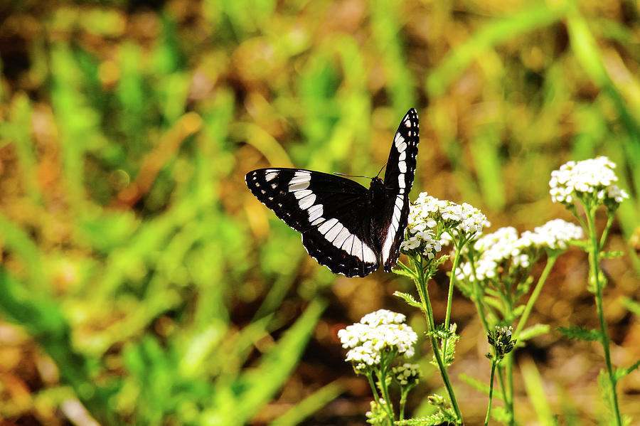 White Admiral Butterfly Photograph