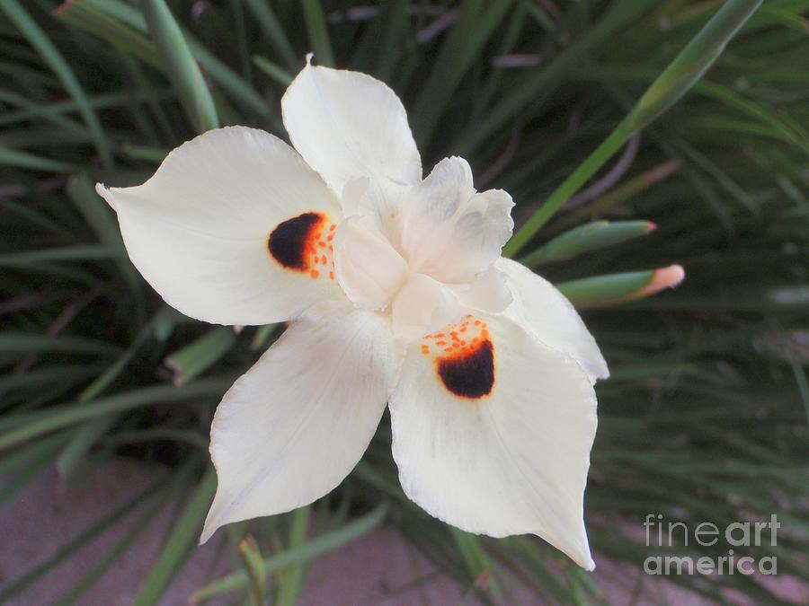 White African Butterfly Iris - 1 Photograph by Mary Deal