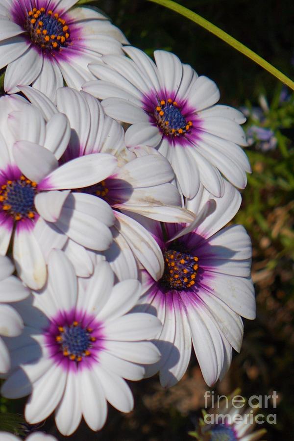 White African Daisy Photograph