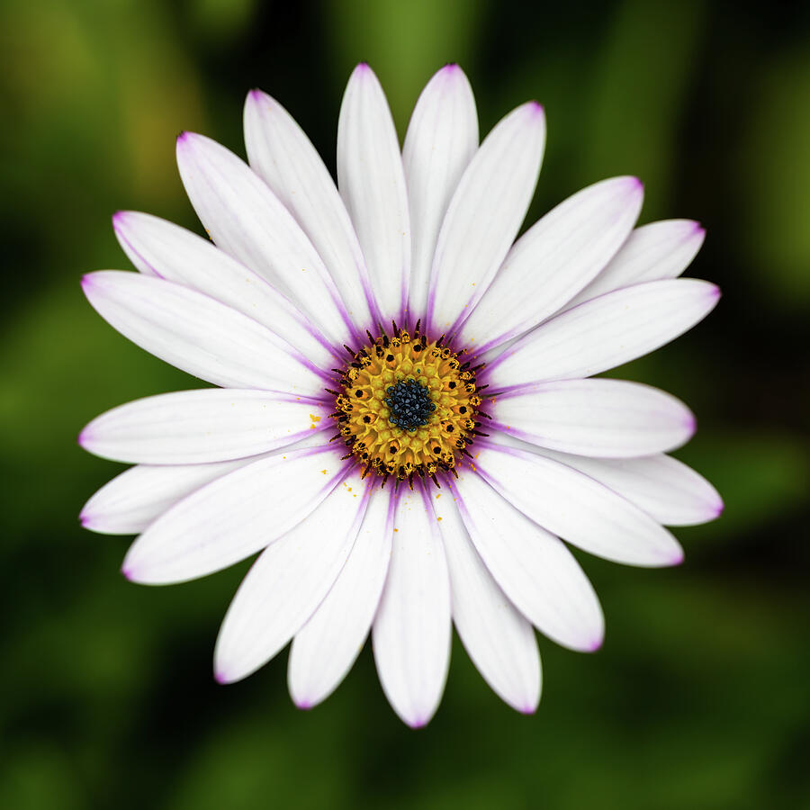 White African Daisy Photograph by Tanya C Smith
