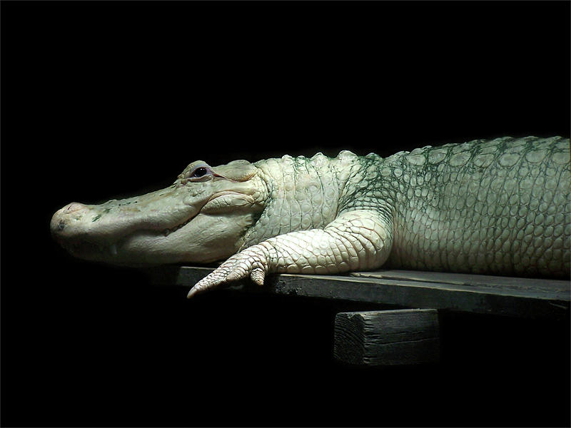 White Alligator Photograph