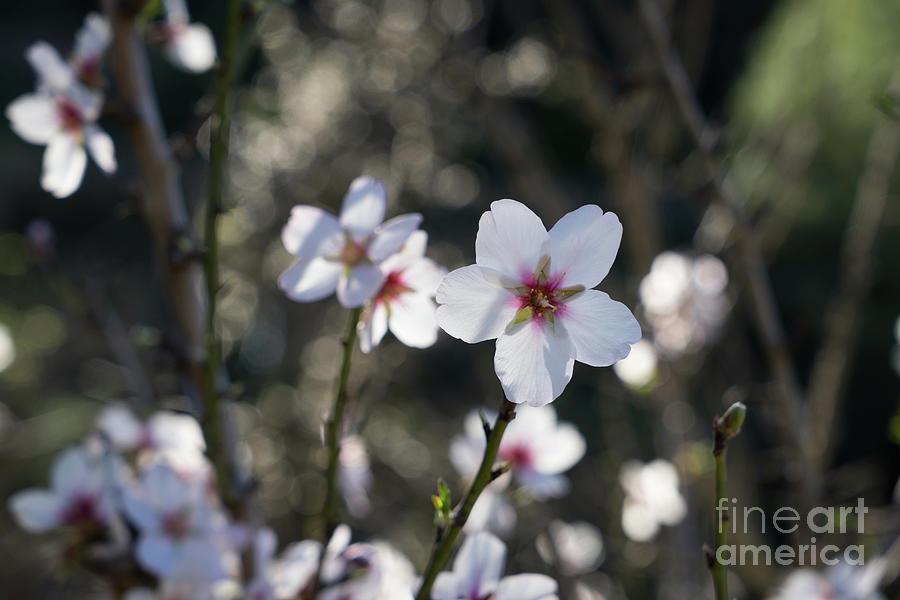 White almond blossoms and Mediterranean sunlight Photograph by Adriana Mueller