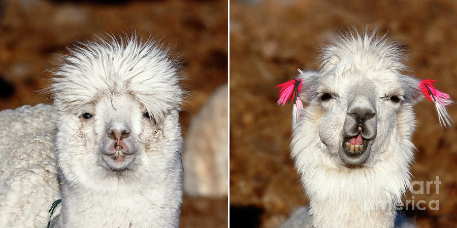 White alpaca and smiling llama mug Photograph by James Brunker