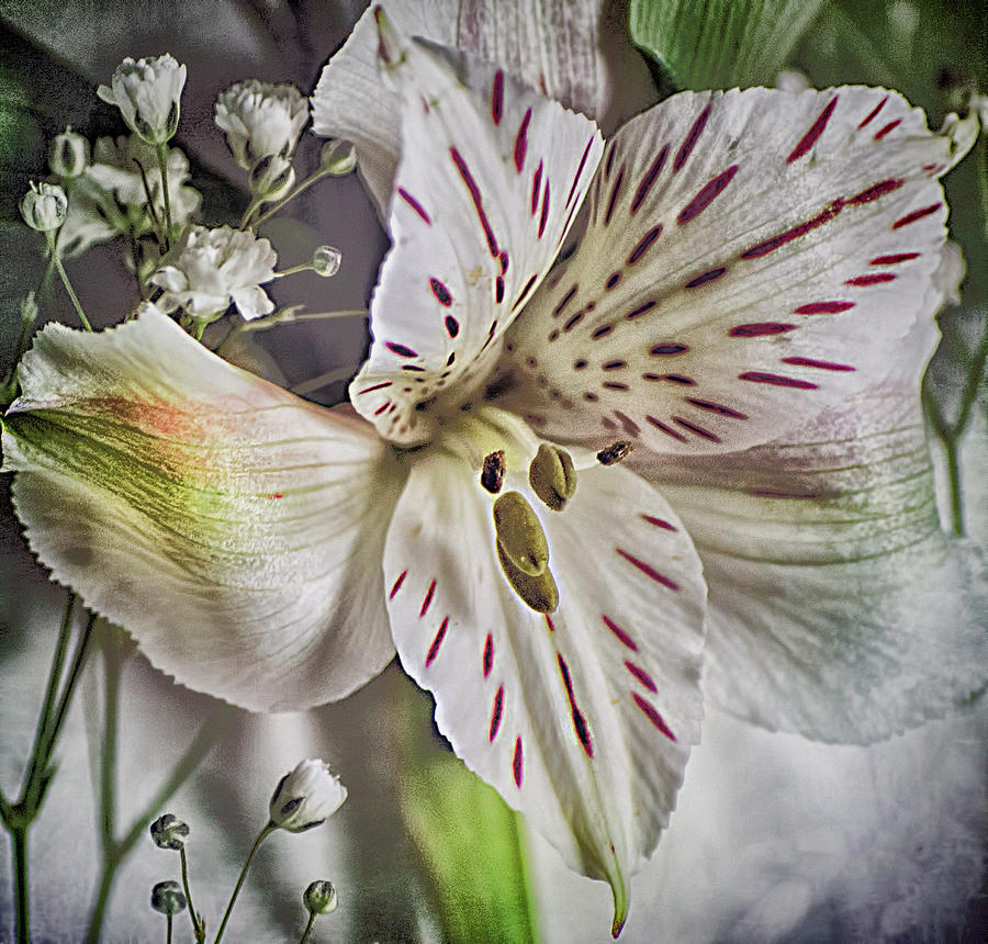 White Alstroemeria Flower With Babies Breath Photograph by Cordia Murphy