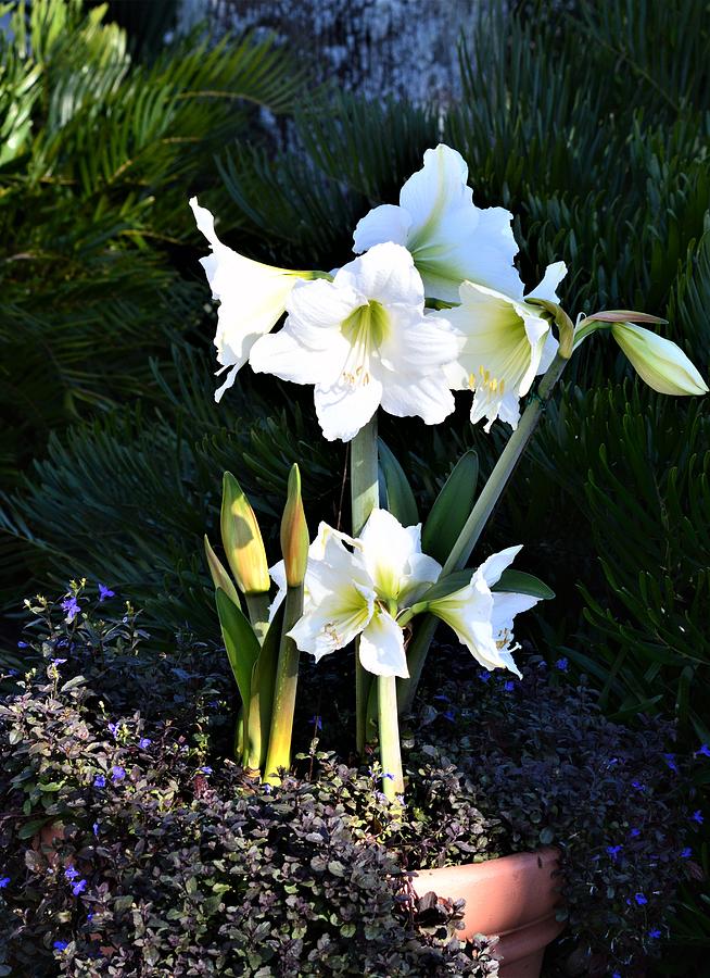 White Amaryllis and Light Photograph by Warren Thompson