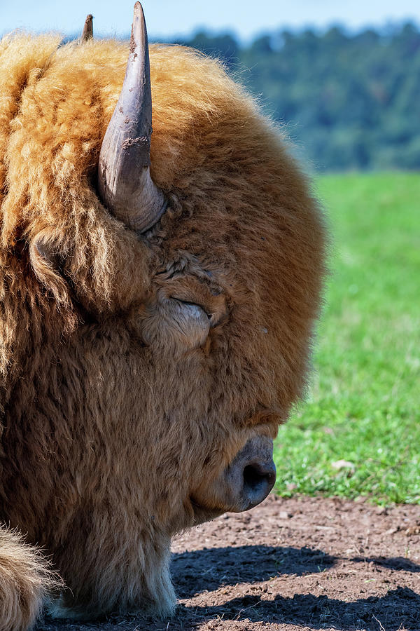 White American Bison Photograph by Rose Guinther