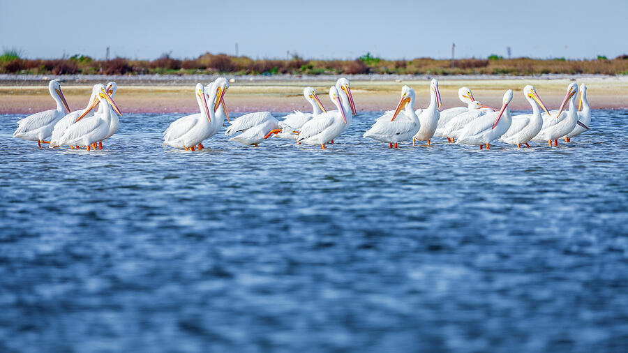 White American pelicans Photograph by Alexey Stiop