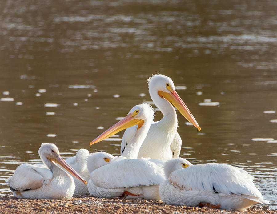 White American Pelicans Nestled Together for Warmth Photograph by Debra Martz