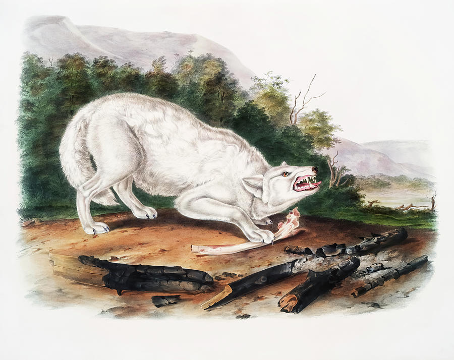 John James Audubon Drawing - White American Wolf  by John Woodhouse Audubon