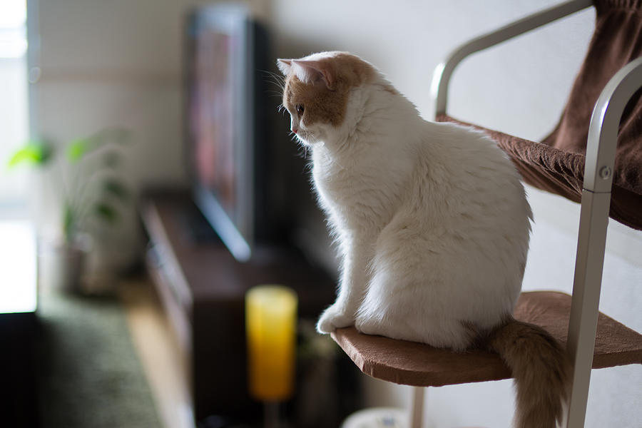 White and beige cat watching over living room Photograph by Benjamin Torode