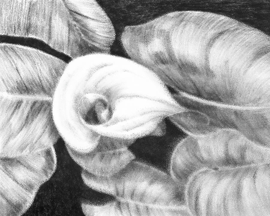 White and Black Calla Lily Drawing by Masha Batkova