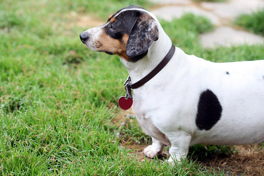 White and black dachshund standing at the grass Photograph by Imagesbybarbara