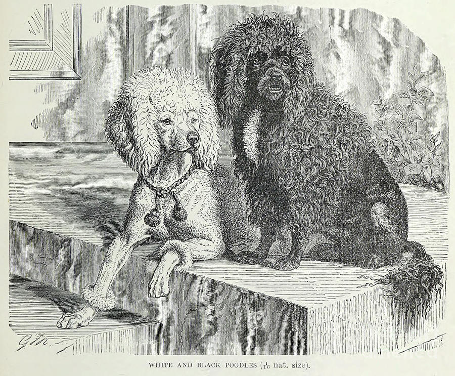 White and Black Poodles l3 Drawing by Historic illustrations