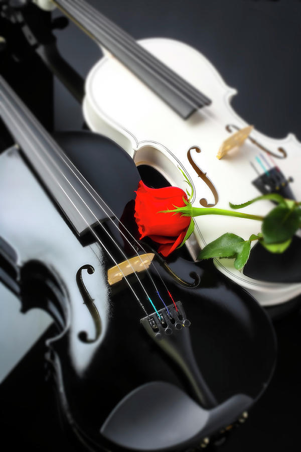 White And Black Violin With Red Rose Photograph by Garry Gay