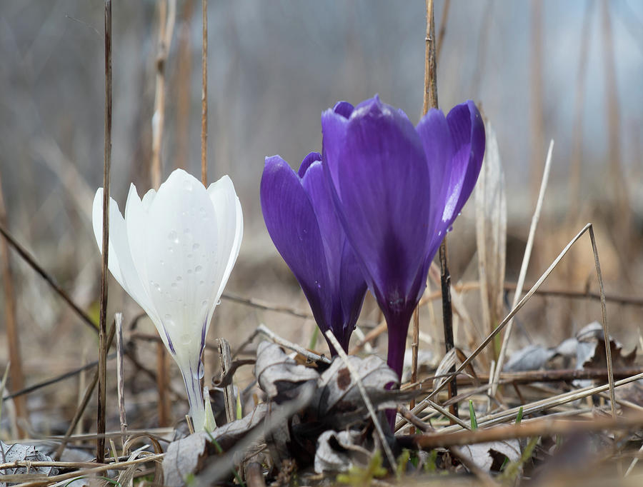 White and blue crocus Photograph by Nick Mares