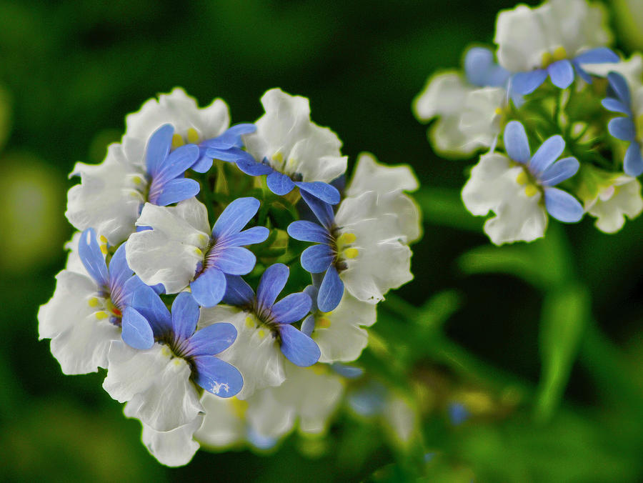 White and blue flowers at Botanical Gardens Photograph by Cordia Murphy