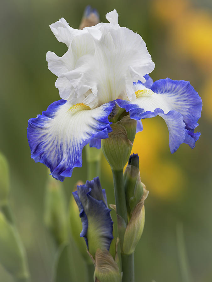 White and Blue Iris Photograph by Mark Mille