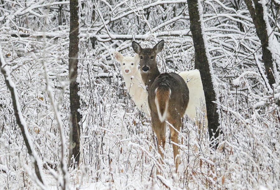 White and Brown Deer Photograph by Brook Burling