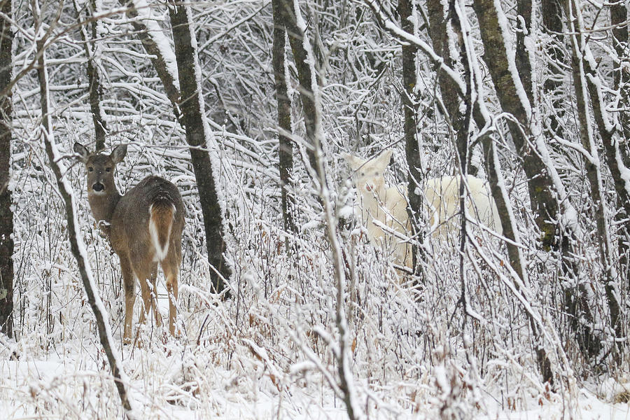 White and Brown Deer in Snow Photograph by Brook Burling