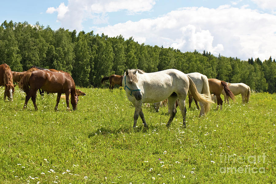White and brown horses Photograph by Irina Afonskaya