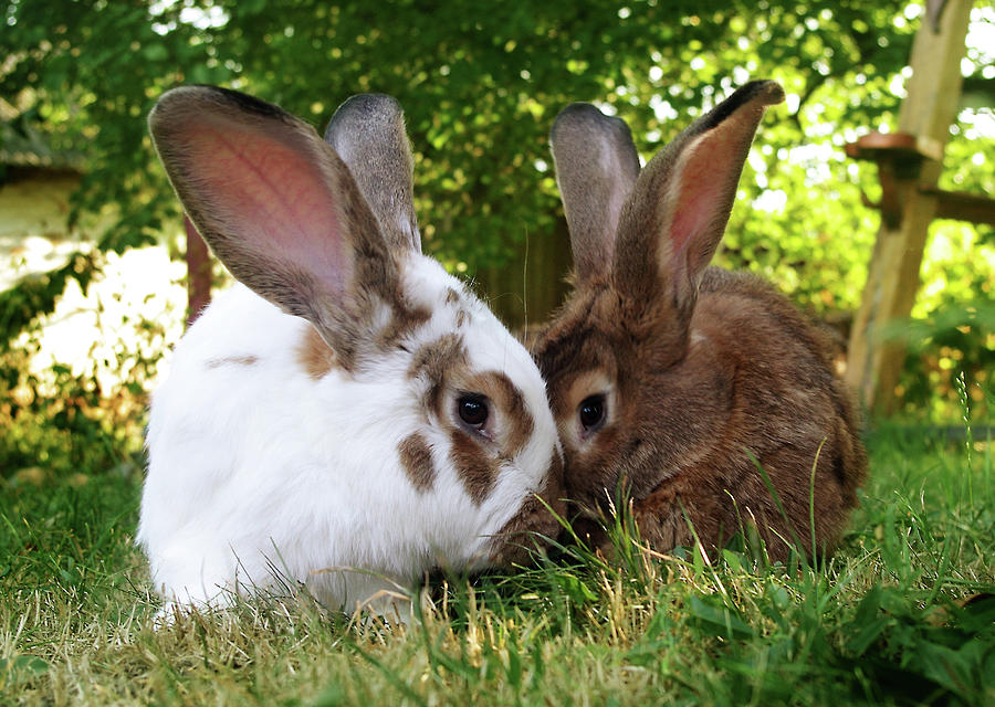 brown and white bunnies