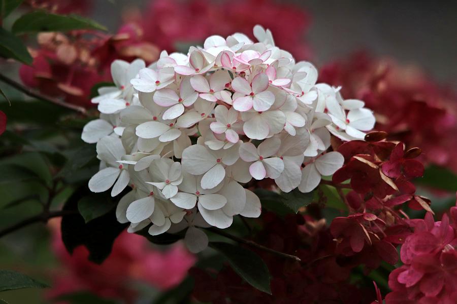 White and Burgundy Hydrangea Flowers Photograph by Marlin and Laura Hum