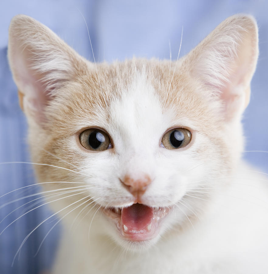 White and ginger cat mewing, close-up Photograph by Andersen Ross