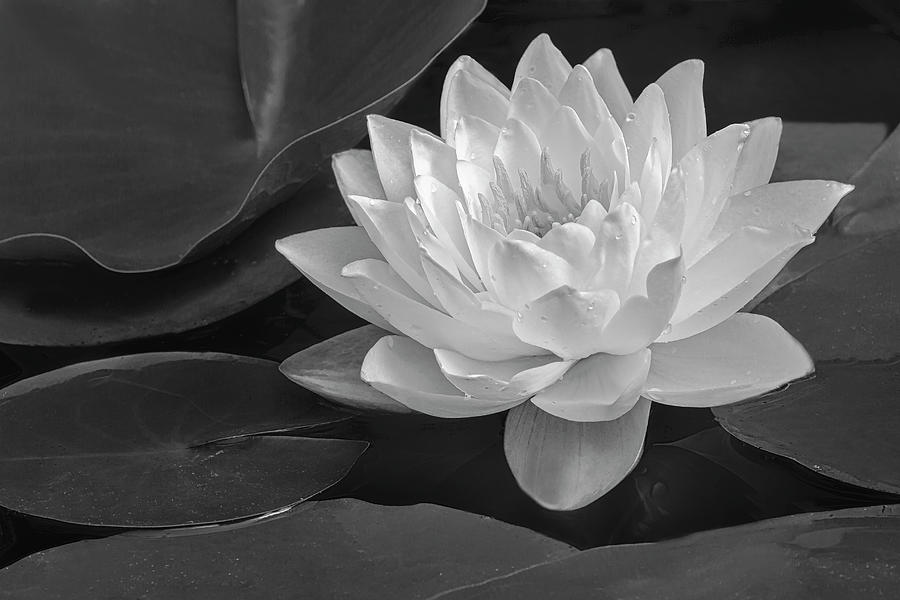 White and Gold Waterlily BW Photograph by Susan Candelario