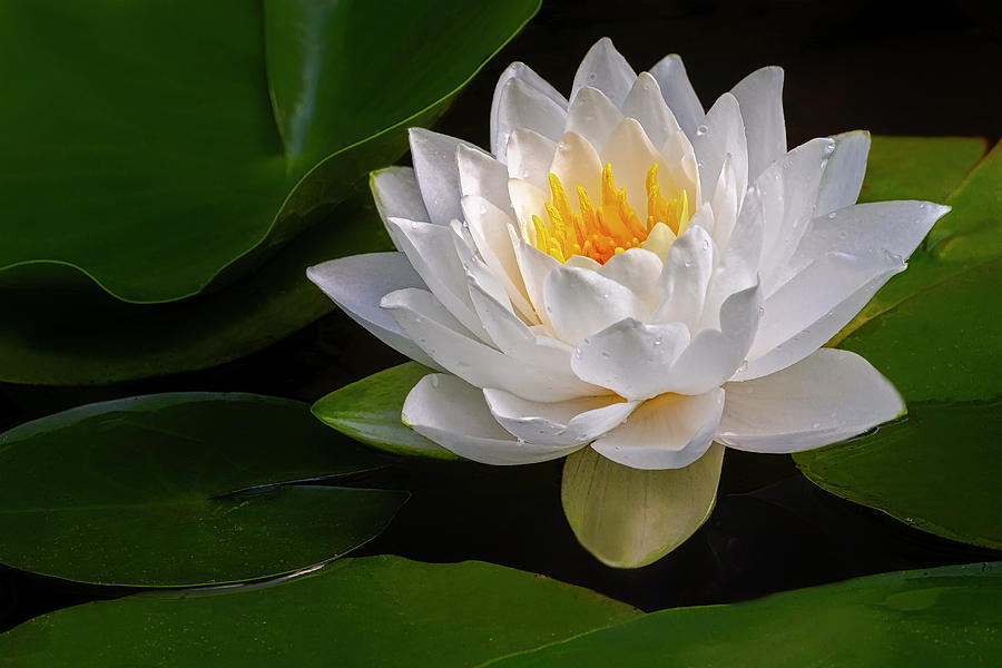 White and Gold Waterlily Photograph by Susan Candelario