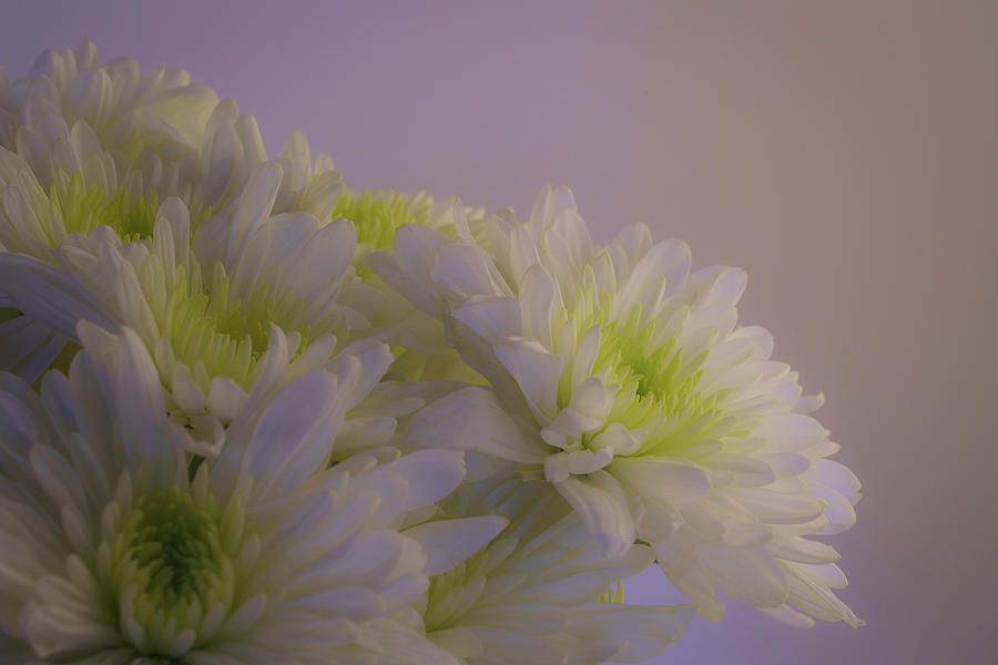 White and Green Chrysanthemums 2 Photograph by Lindsay Thomson