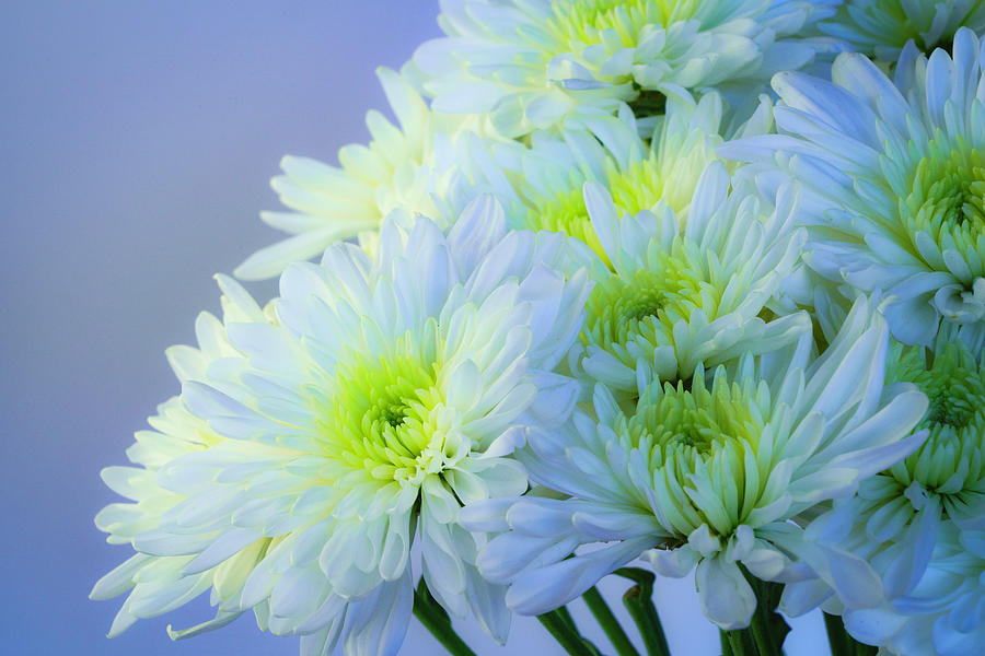 White and Green Chrysanthemums 3 Photograph by Lindsay Thomson