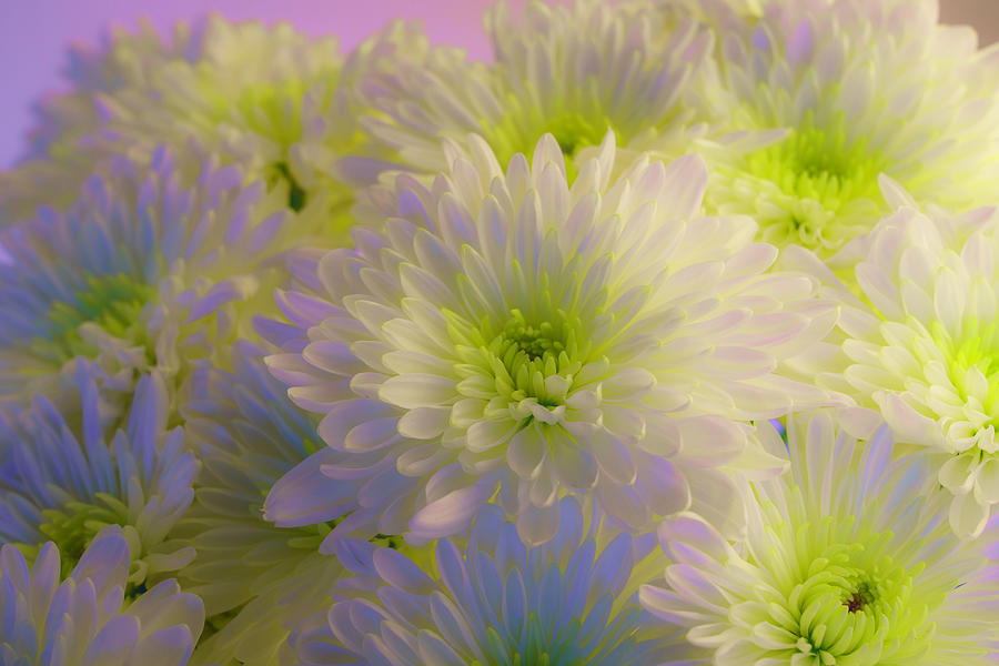 White and Green Chrysanthemums 5 Photograph by Lindsay Thomson