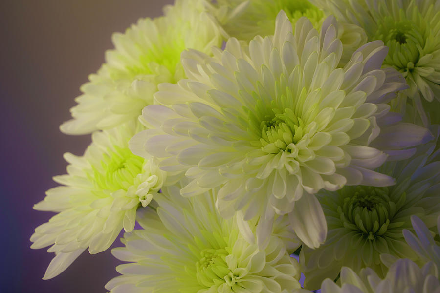 White and Green Chrysanthemums  Photograph by Lindsay Thomson