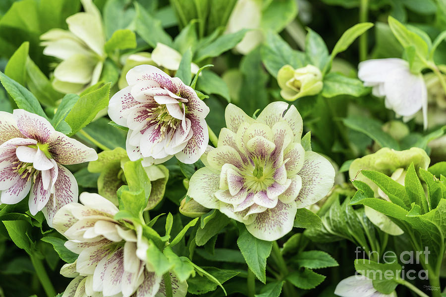 White and Green Hellebore Blooms Photograph by Jennifer White