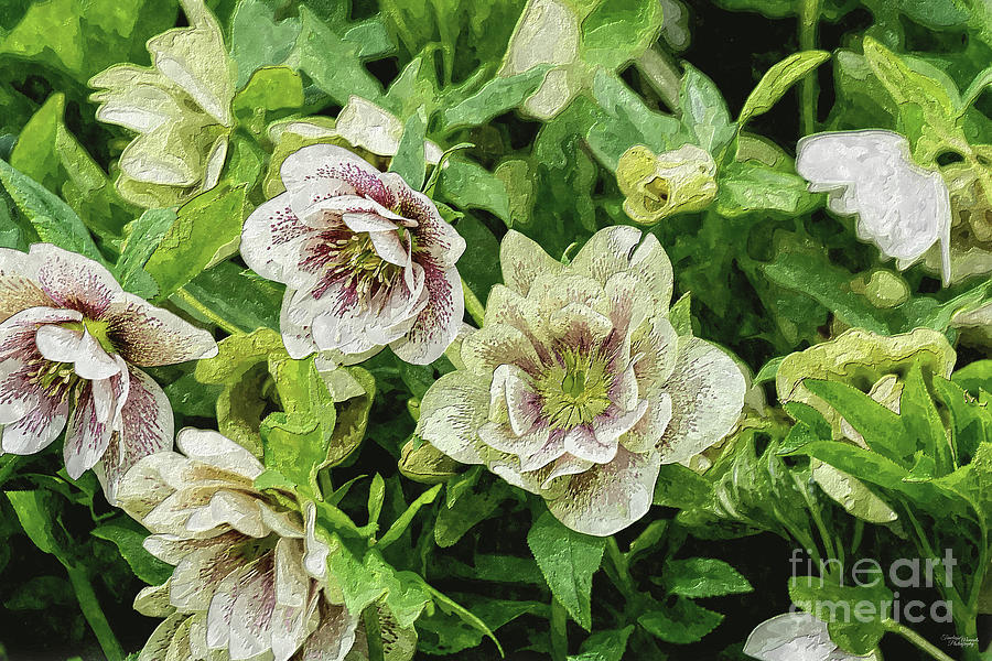 White and Green Hellebore Blooms Painterly Mixed Media by Jennifer White