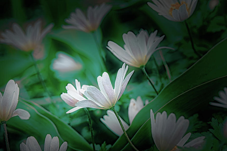 White and green #k0 Photograph by Leif Sohlman