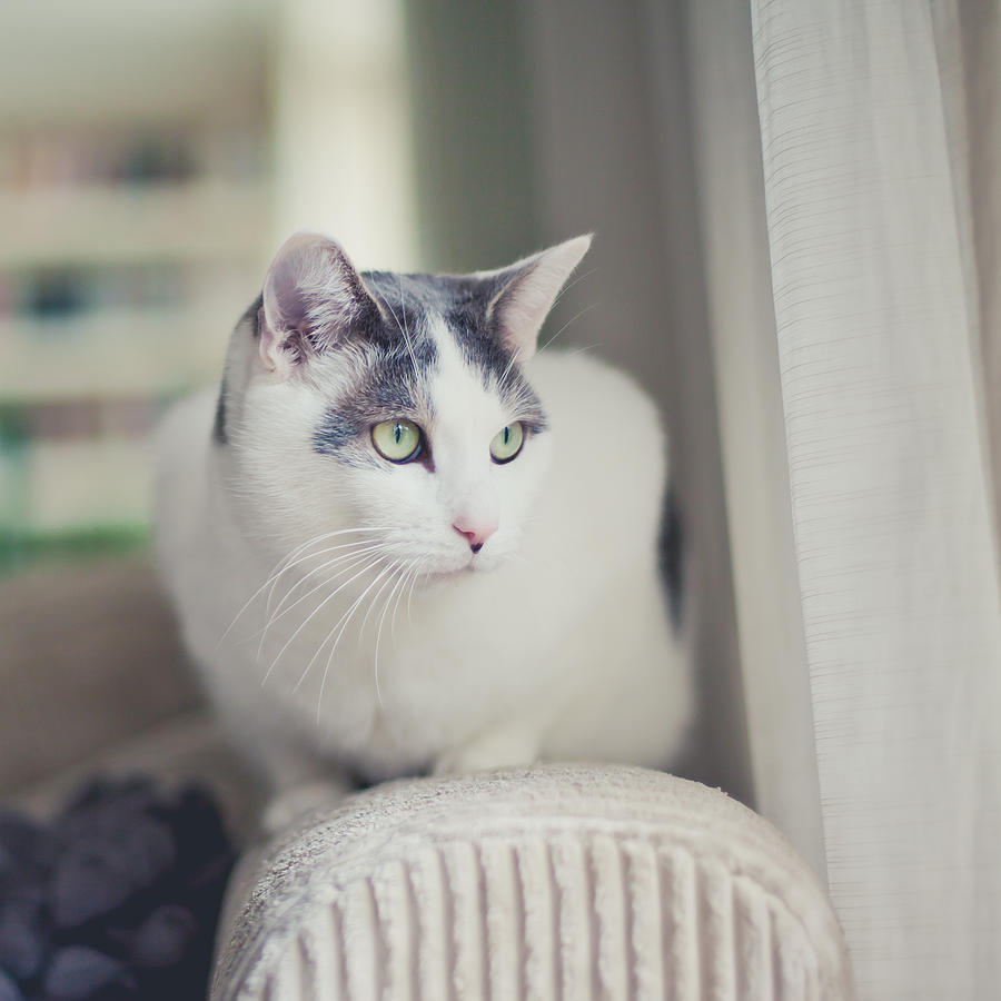 White and grey cat Photograph by Cindy Prins