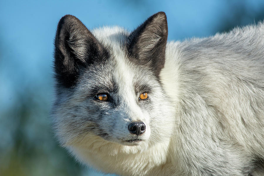 White And Grey Fox Portrait Photograph
