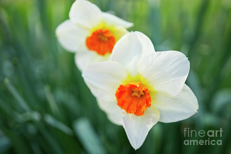 White and Orange Daffodile Photograph by Iris Richardson