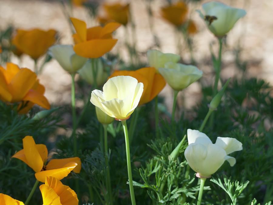 White and Orange Poppies Photograph by Denise Benson