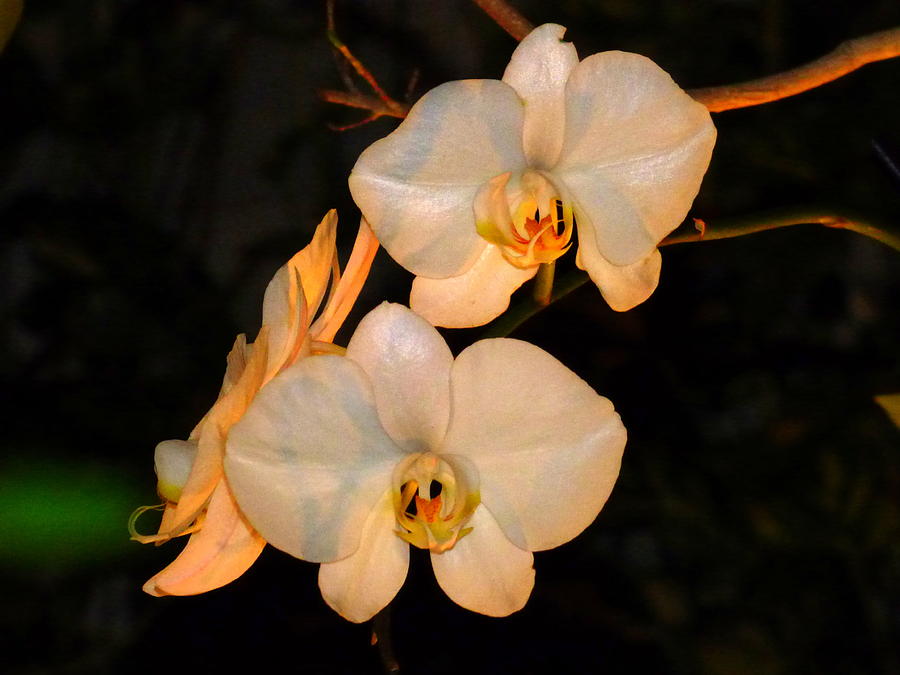 White And Peach Orchids Photograph