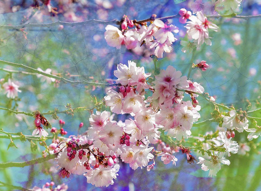 White and Pink Cherry Blossoms Photograph by Cate Franklyn