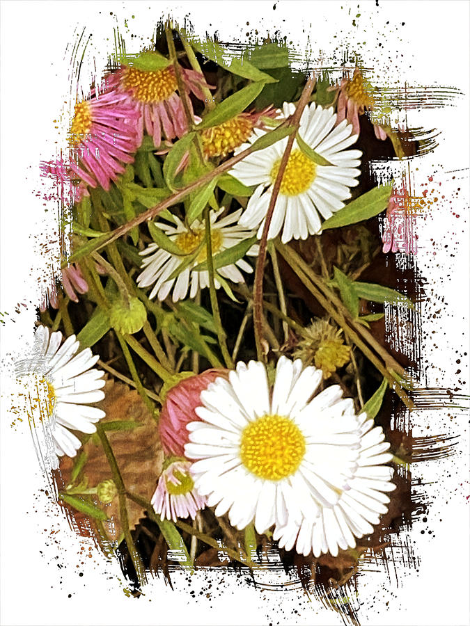 White and Pink Macro Flowers Digital Art by Kathleen Boyles